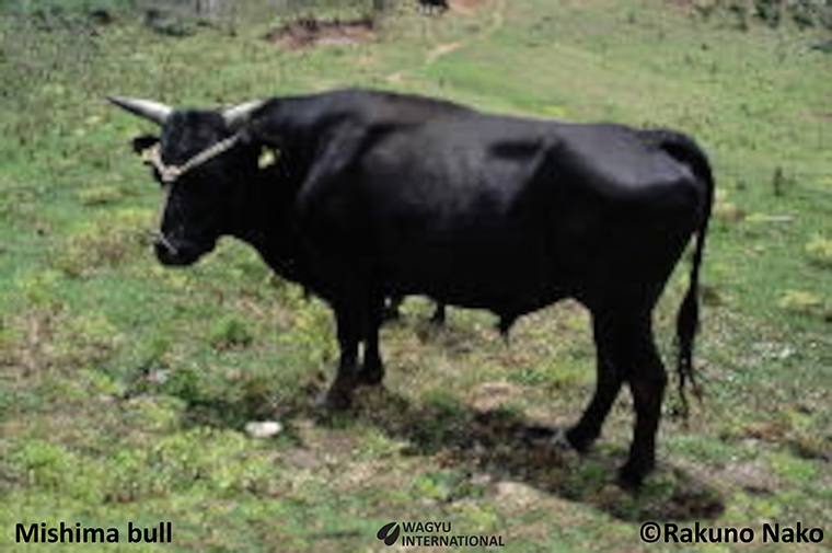 Photo of Mishima bull an indigenous beef cattle breed from Japan with renowned marbling